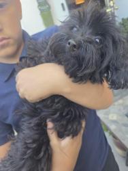 Found/Stray Female Dog last seen Hungerford and orange, Long Beach, CA 90805