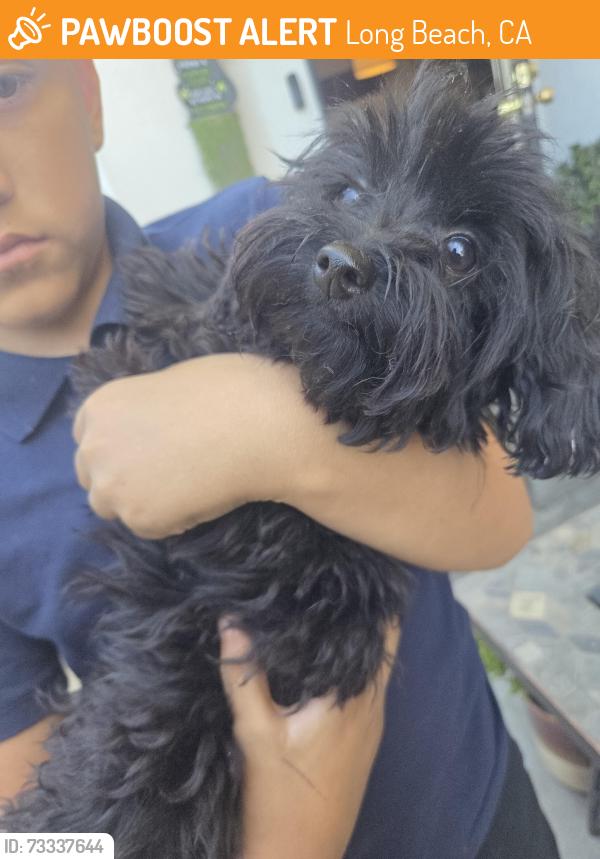 Found/Stray Female Dog last seen Hungerford and orange, Long Beach, CA 90805