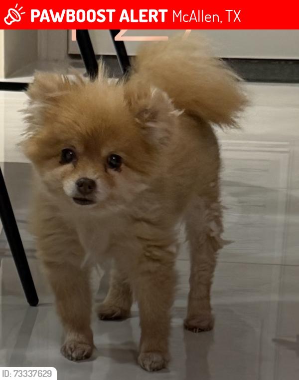 Lost Female Dog last seen Zenker Ave and 40th st, McAllen, TX 78504