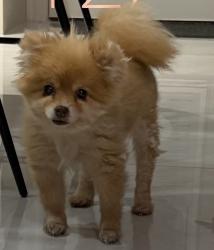 Lost Female Dog last seen Zenker Ave and 40th st, McAllen, TX 78504