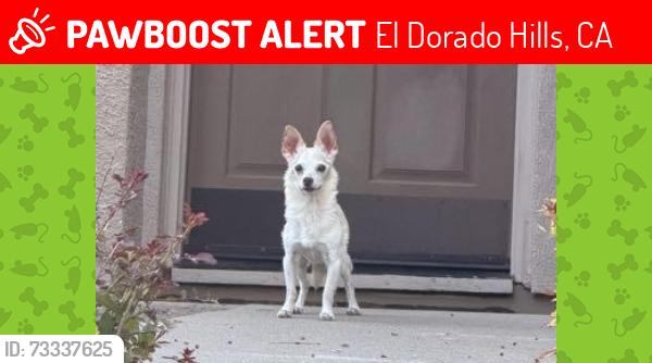 Lost Male Dog last seen Archetto/Lombardia/Tramezzo/Borders, El Dorado Hills, CA 95762