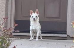 Lost Male Dog last seen Archetto/Lombardia/Tramezzo/Borders, El Dorado Hills, CA 95762