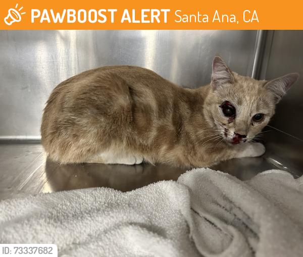 Found/Stray Female Cat last seen Grand ave, Santa Ana, CA 92705