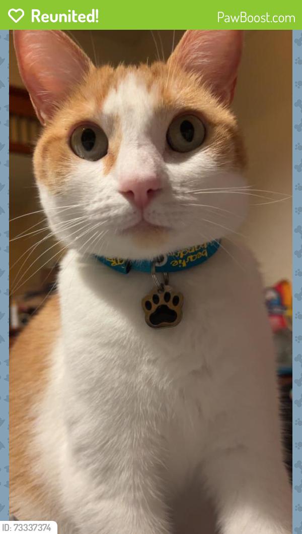 Reunited Female Cat last seen Clinton Ave., Alameda, CA 94501