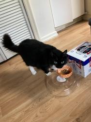 Reunited Male Cat last seen West C road and forest lane, Loxahatchee Groves, FL 33470