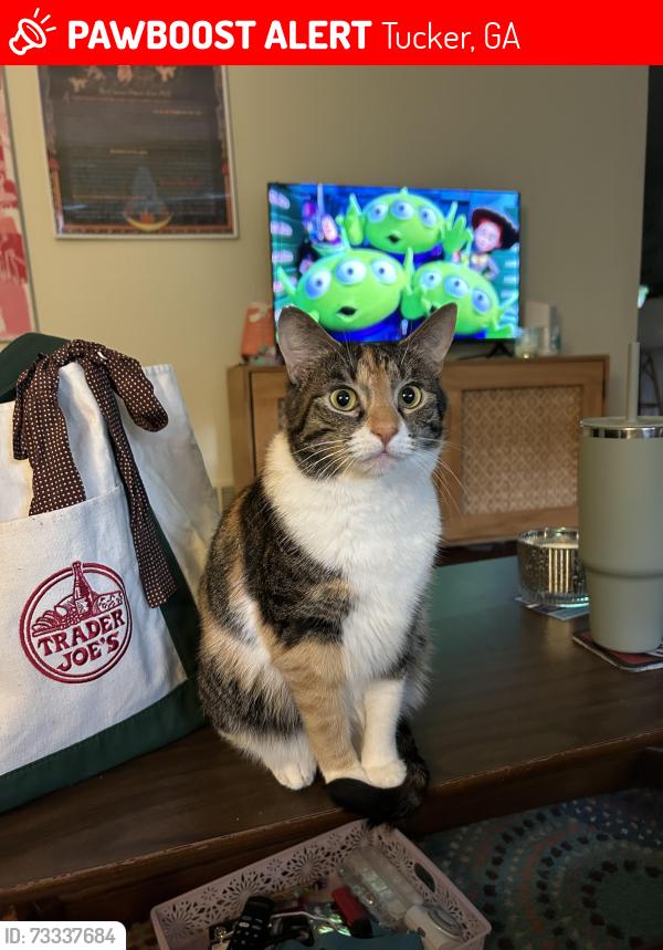 Lost Female Cat last seen Carthage Rd, Tucker, GA 30084