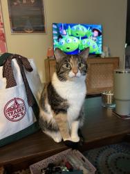 Lost Female Cat last seen Carthage Rd, Tucker, GA 30084