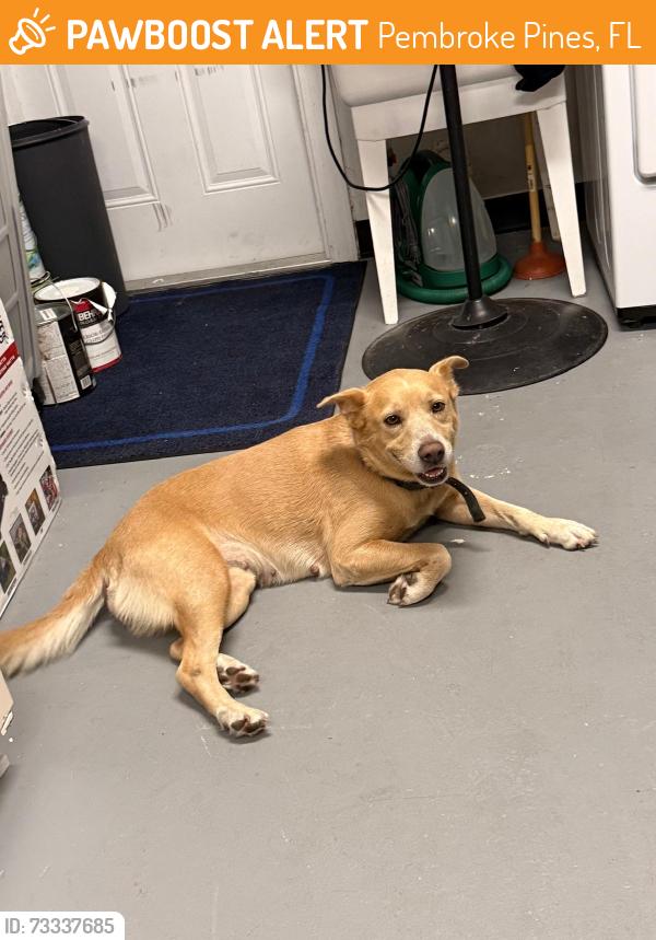 Found/Stray Female Dog last seen Johnson Street and Taft Street, Pembroke Pines, FL 33024
