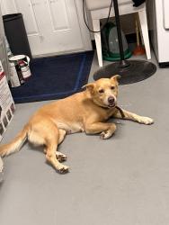 Found/Stray Female Dog last seen Johnson Street and Taft Street, Pembroke Pines, FL 33024