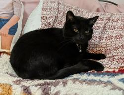 Lost Female Cat last seen NE 113th and Shaver, Portland, OR 97220