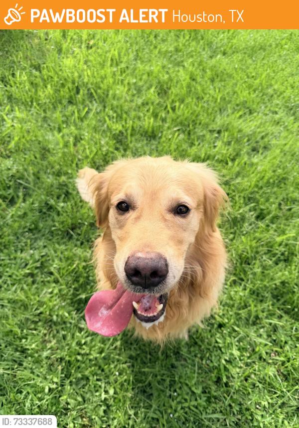 Found/Stray Male Dog last seen Pineloch and Village Evergreen, Houston, TX 77062