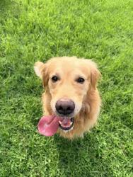 Found/Stray Male Dog last seen Pineloch and Village Evergreen, Houston, TX 77062