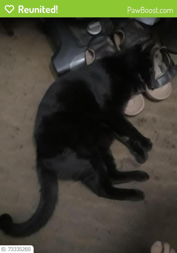 Reunited Male Cat last seen 60th near Circle K, Huntington Park, CA 90255