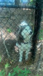 Reunited Male Dog last seen 1 mile down highway 905 after the 905&9 intersection., Horry County, SC 29526