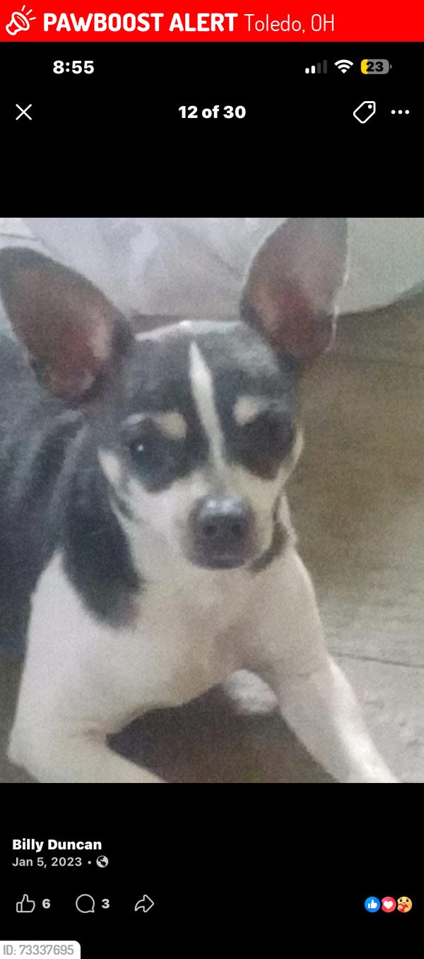 Lost Male Dog last seen North toledo , by champlain, erie st , ontario and superior , bush st, Toledo, OH 43604