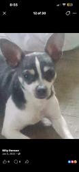 Lost Male Dog last seen North toledo , by champlain, erie st , ontario and superior , bush st, Toledo, OH 43604