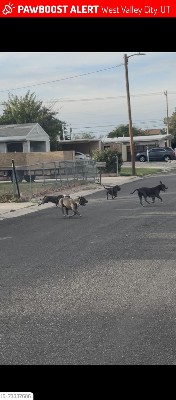 Lost Unknown Dog last seen Hillsdale Elementary, West Valley City, UT 84119