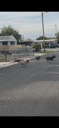 Lost Unknown Dog last seen Hillsdale Elementary, West Valley City, UT 84119