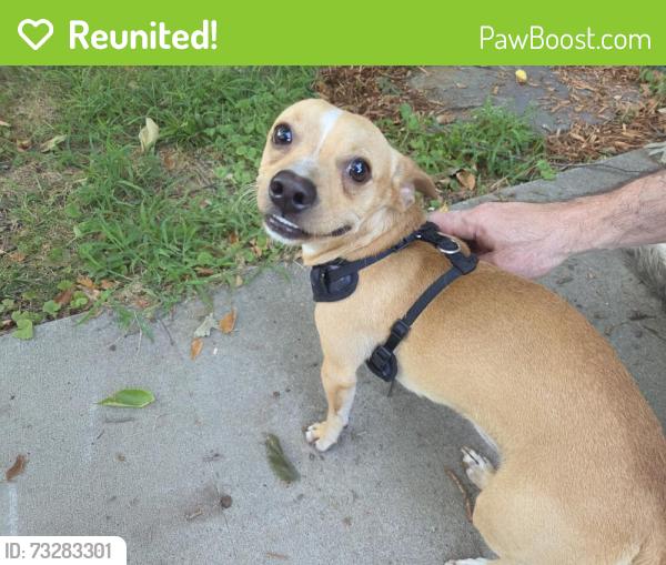 Reunited Male Dog last seen New Jersey St and 11th st, Lawrence, KS 66044