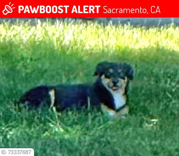 Lost Unknown Dog last seen Sky Creek Dr and Blue Sky Court, Sacramento, CA 95828