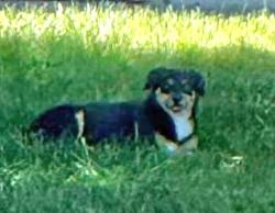 Lost Unknown Dog last seen Sky Creek Dr and Blue Sky Court, Sacramento, CA 95828