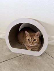Lost Male Cat last seen Nottingham ln groves, Groves, TX 77619