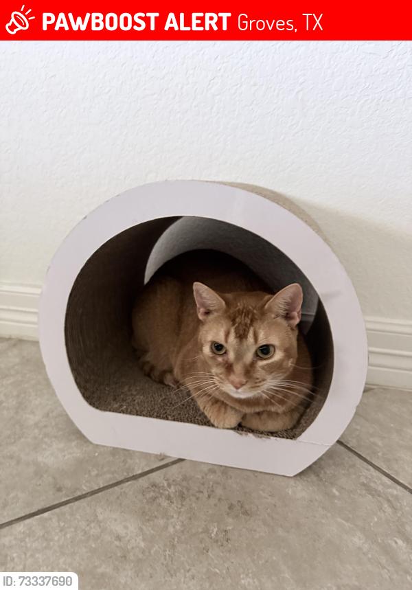Lost Male Cat last seen Nottingham ln groves, Groves, TX 77619