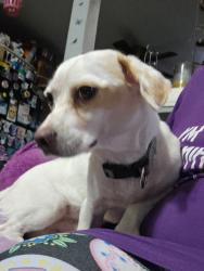 Found/Stray Male Dog last seen Mt Vernon, San Bernardino, CA 92410