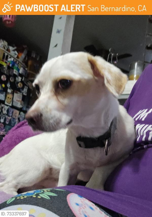 Found/Stray Male Dog last seen Mt Vernon, San Bernardino, CA 92410