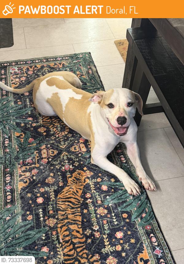 Found/Stray Female Dog last seen Miami Dade Animal Services, Doral, FL 33166