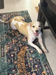 Found/Stray Female Dog last seen Miami Dade Animal Services, Doral, FL 33166