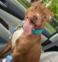 Reunited Male Dog last seen Gaylor, Newport News, VA 23602