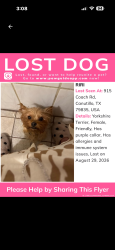 Lost Female Dog last seen Coach rd, Westway, TX 79835