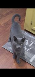Lost Male Cat last seen 174th terrible & Se10th st Silver Springs fl, Marion County, FL 34488