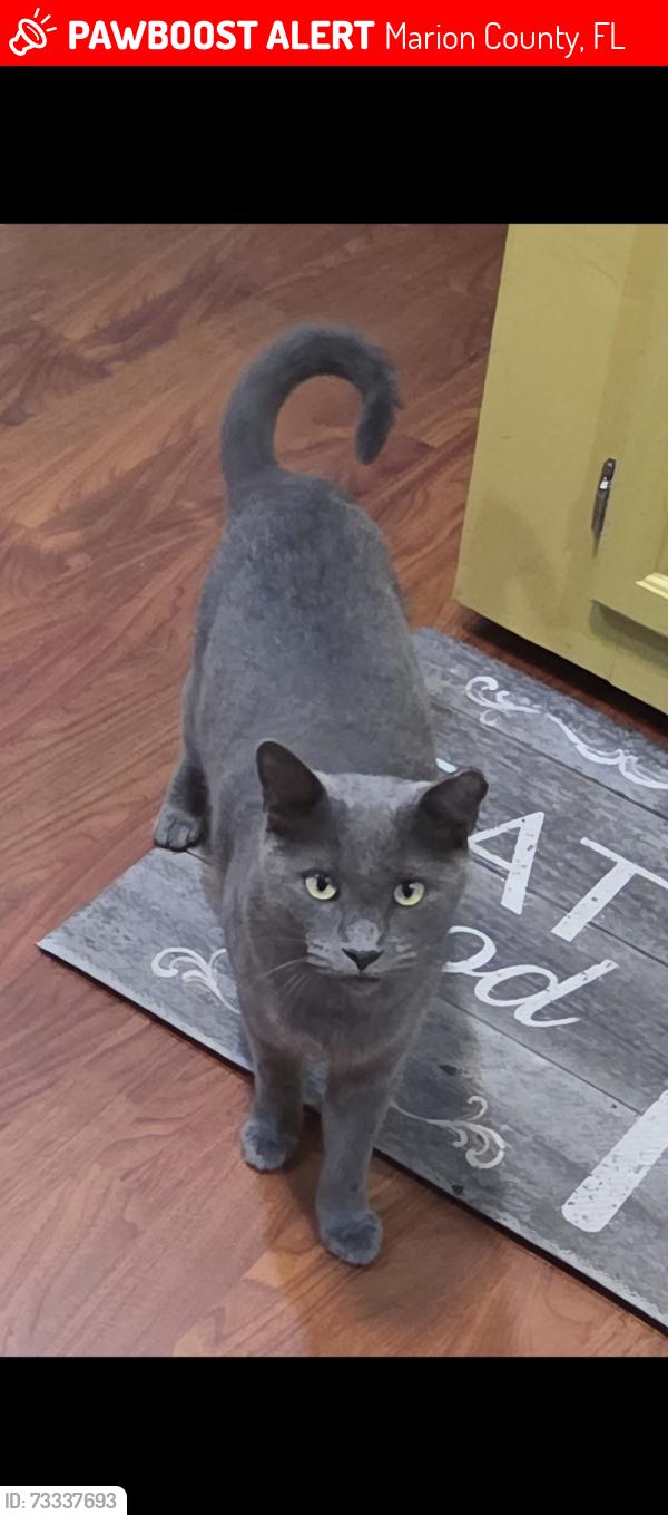 Lost Male Cat last seen 174th terrible & Se10th st Silver Springs fl, Marion County, FL 34488
