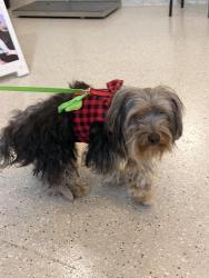 Found/Stray Male Dog last seen Beechwood Ave and Franklin Rd, Indianapolis, IN 46219