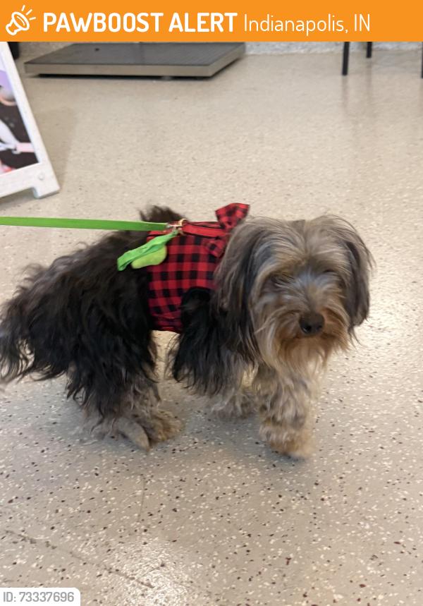 Found/Stray Male Dog last seen Beechwood Ave and Franklin Rd, Indianapolis, IN 46219