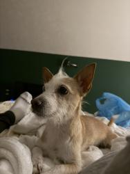 Reunited Male Dog last seen Spreading Branch Rd, Hope Mills, NC 28348, USA, Hope Mills, NC 28348