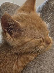 Lost Male Cat last seen Old 19/23, Candler, NC 28715