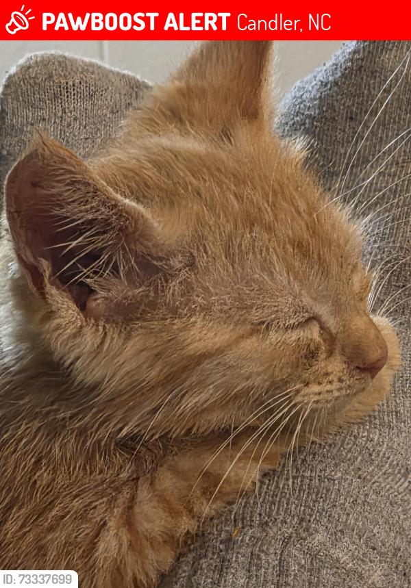 Lost Male Cat last seen Old 19/23, Candler, NC 28715
