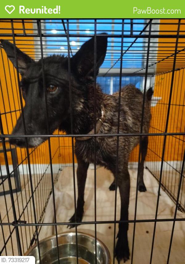 Reunited Male Dog last seen Sterling heights neighborhood, Rosharon, TX 77583