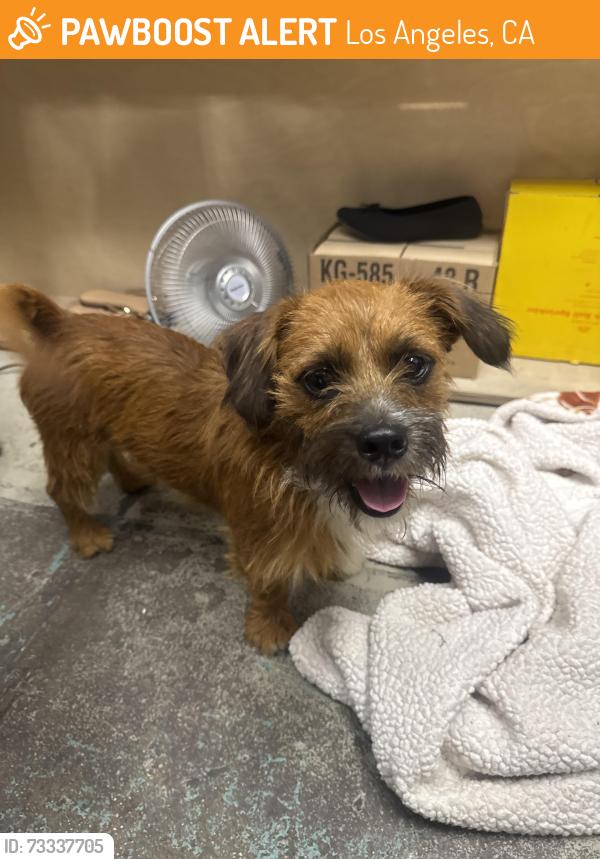 Found/Stray Male Dog last seen Near main st Los Angeles ca 90037, Los Angeles, CA 90037