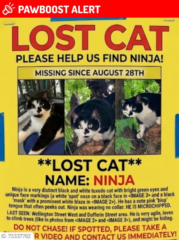 Lost Female Cat last seen Dufferin Street & Wellington Street West, Regional Municipality of York, ON 