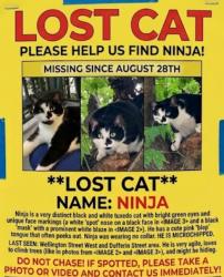 Lost Female Cat last seen Dufferin Street & Wellington Street West, Regional Municipality of York, ON 