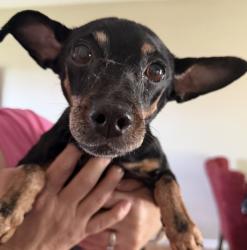 Found/Stray Female Dog last seen Green Meadows and Kosan, Streamwood, IL 60107