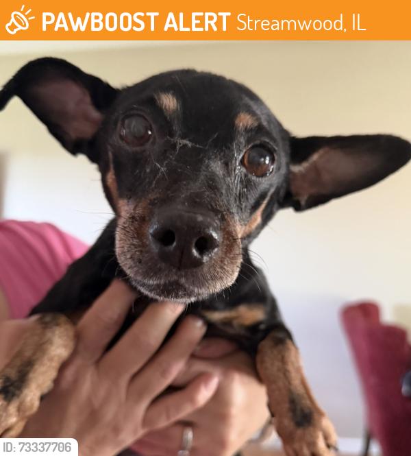 Found/Stray Female Dog last seen Green Meadows and Kosan, Streamwood, IL 60107