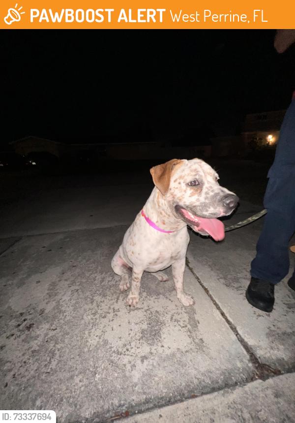 Found/Stray Female Dog last seen Near sw 110th ct, West Perrine, FL 33157