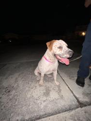 Found/Stray Female Dog last seen Near sw 110th ct, West Perrine, FL 33157