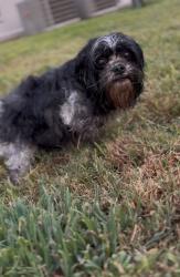 Reunited Female Dog last seen Stuart st. Main Street. Bumblebee park, Gladewater, TX 75647