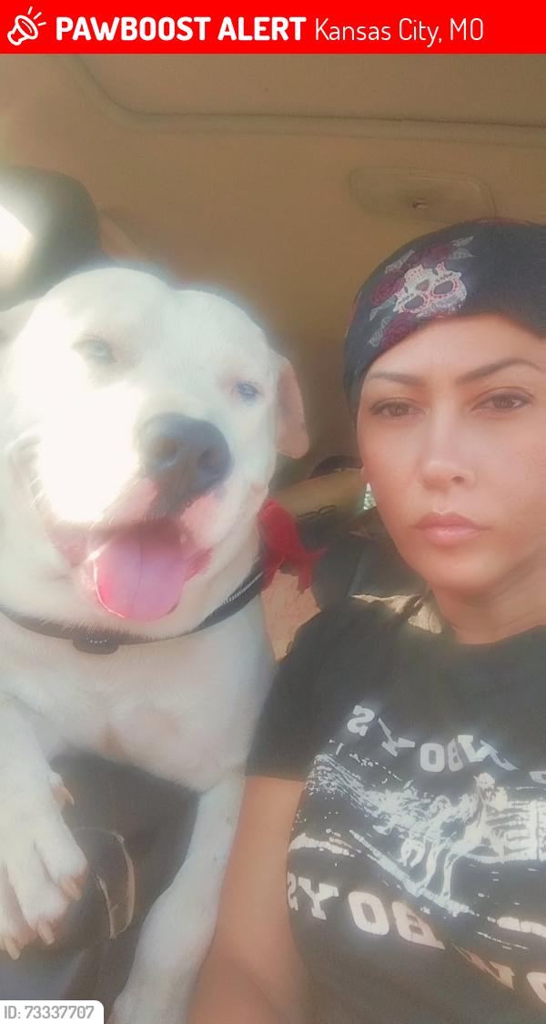 Lost Male Dog last seen St John kcmo, Kansas City, MO 64123